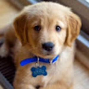 Meet your Posher, Juice the goose